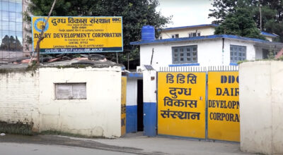 दुग्ध विकास संस्थानले तीन महिनामा किसान भुक्तानीको बक्यौता ७२ करोडबाट ३५ करोडमा झार्‍यो