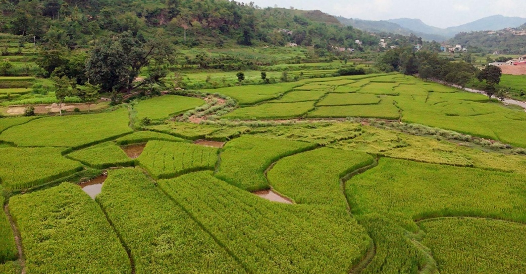 तनहुँमा तरकारी र धान खेतीको क्षेत्रफल विस्तार