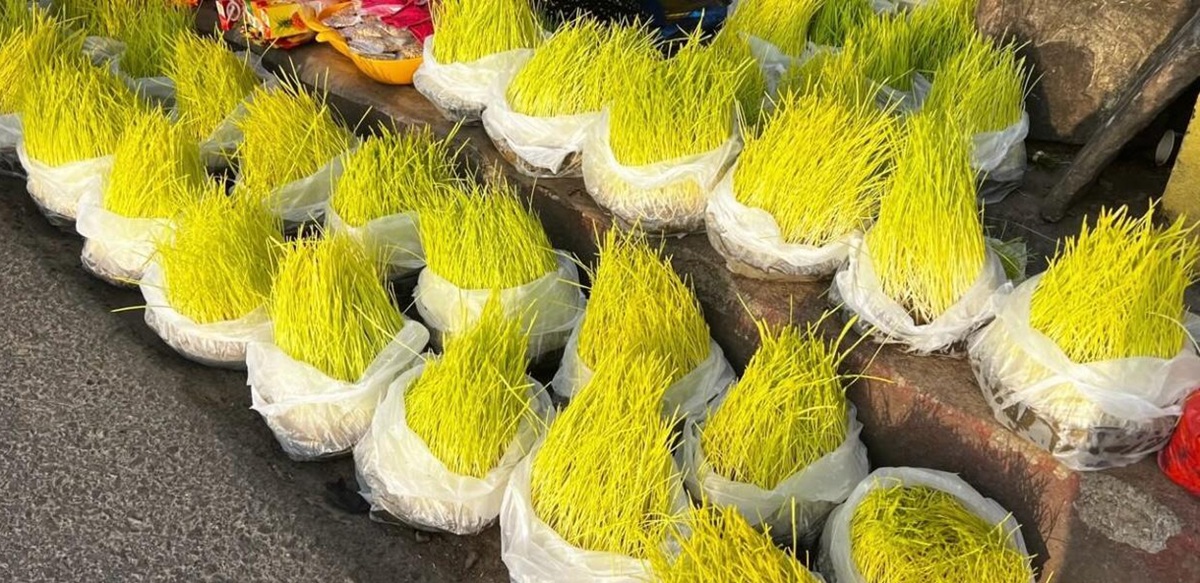 बिक्रीमा राखिएका जमरा