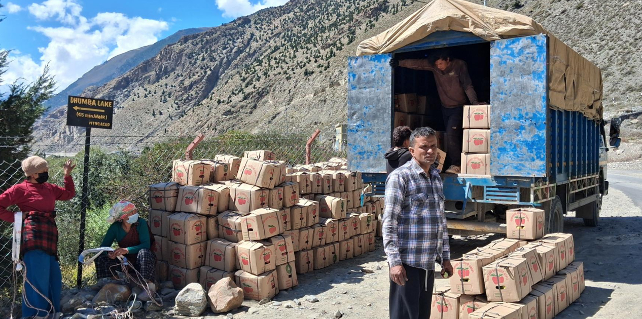 मुस्ताङबाट हालसम्म ३० प्रतिशतमात्र स्याउ निकासी