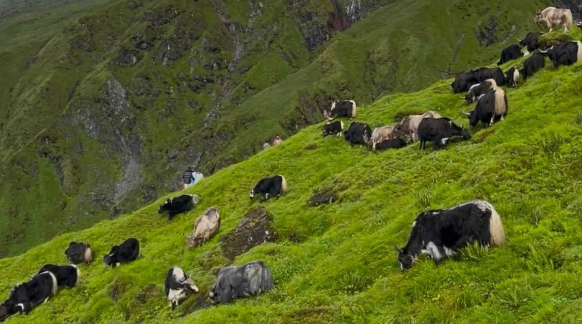 म्याग्दीको रघुगङ्गामा व्यावसायिक चौँरीपालन सुरु