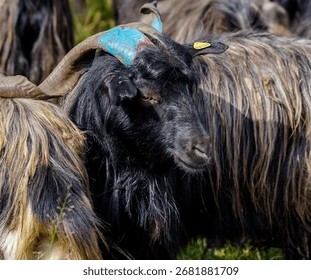 खसी–च्याङ्ग्रा खरिदबाट पछि हट्यो खाद्य कम्पनी, दसैँमा मूल्यवृद्धिको जोखिम