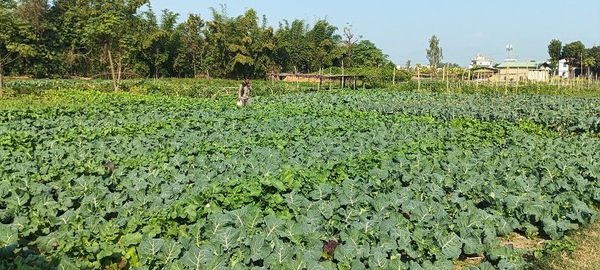 सागसब्जी खेतीबाट वार्षिक ९ लाख आम्दानी गर्दै छन्त्याल दम्पती